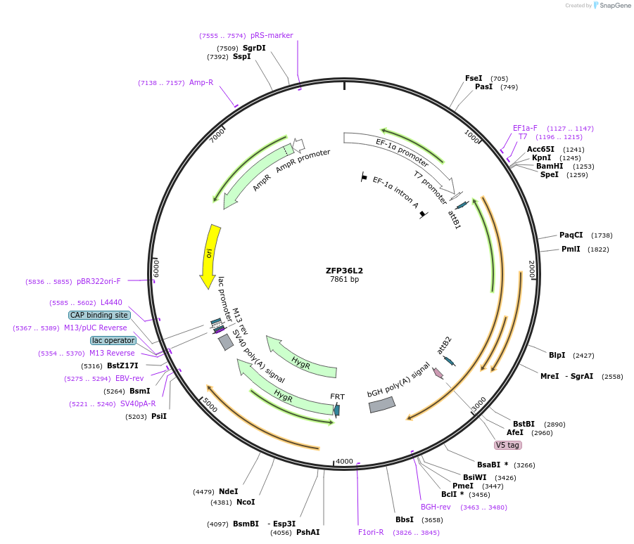 156149-plasmid-map-sequence-id-377210