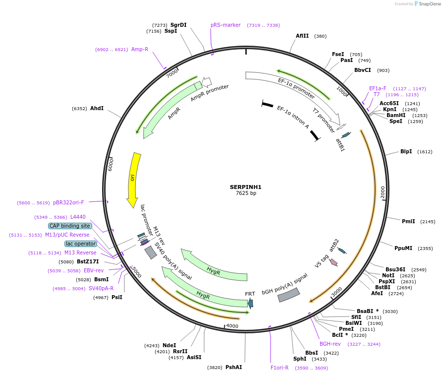 155999-plasmid-map-sequence-id-377213