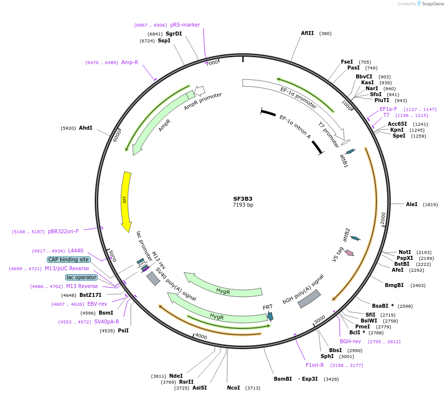 156003-plasmid-map-sequence-id-377215