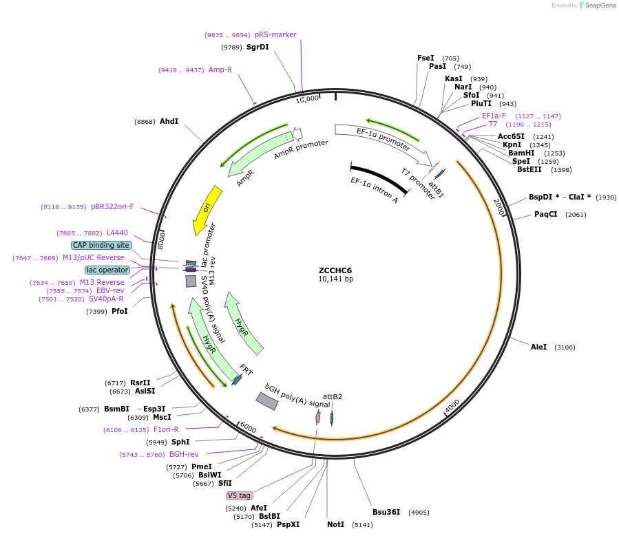 156140-plasmid-map-sequence-id-377227