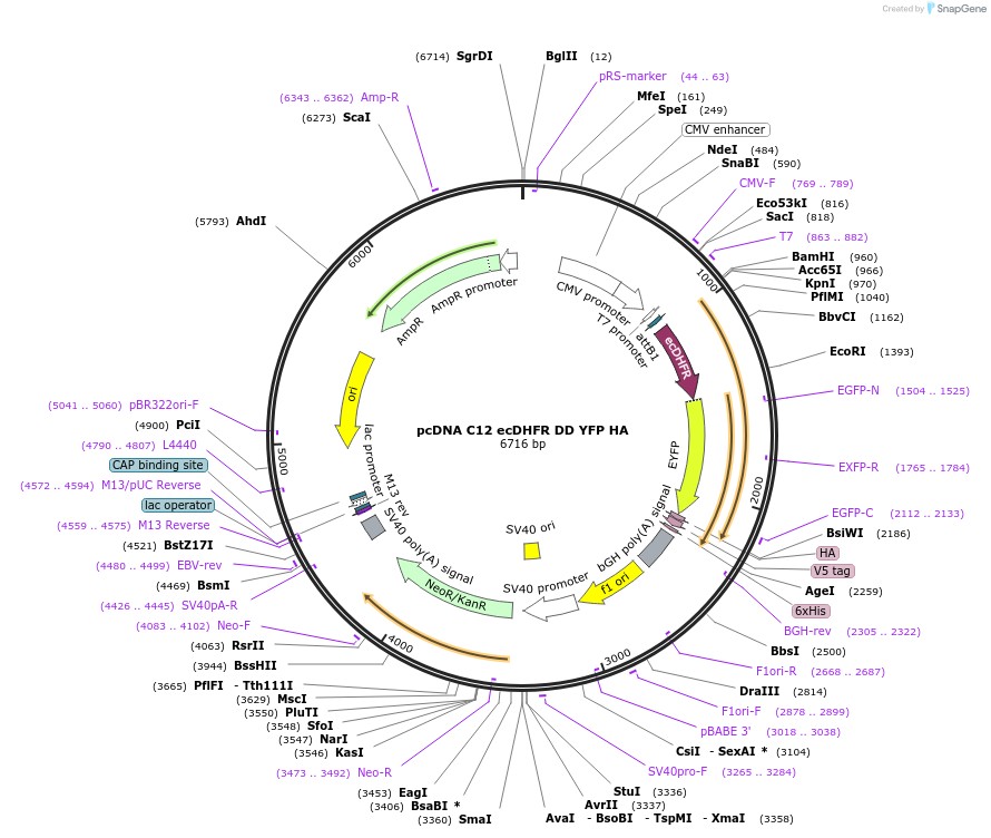 192815-plasmid-map-sequence-id-377240