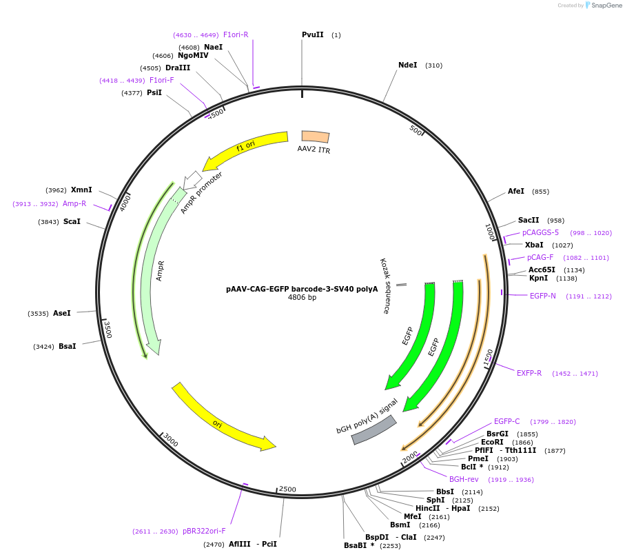 190867-plasmid-map-sequence-id-377244