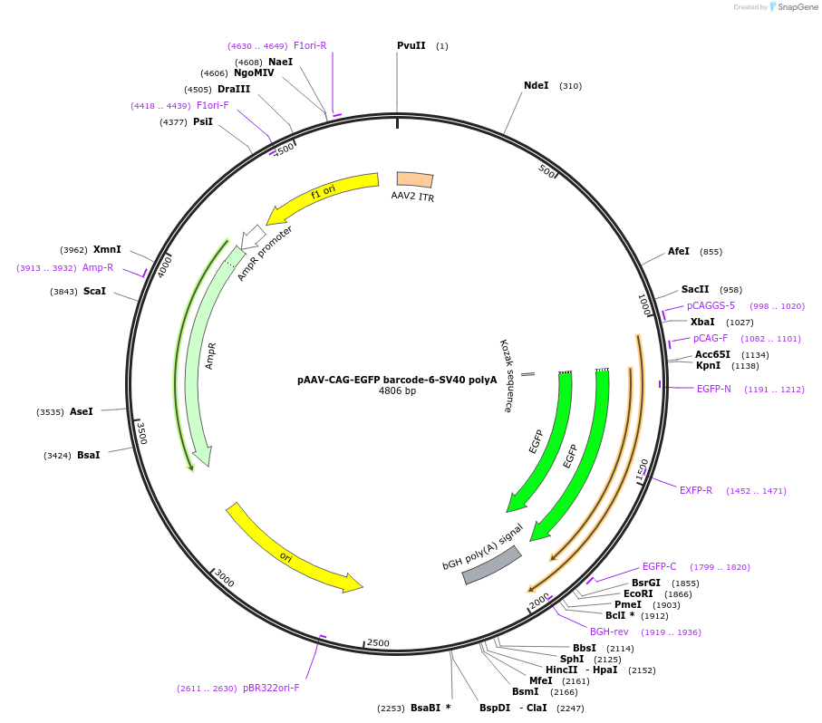 190870-plasmid-map-sequence-id-377246