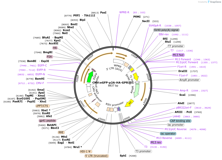 190133-plasmid-map-sequence-id-377248