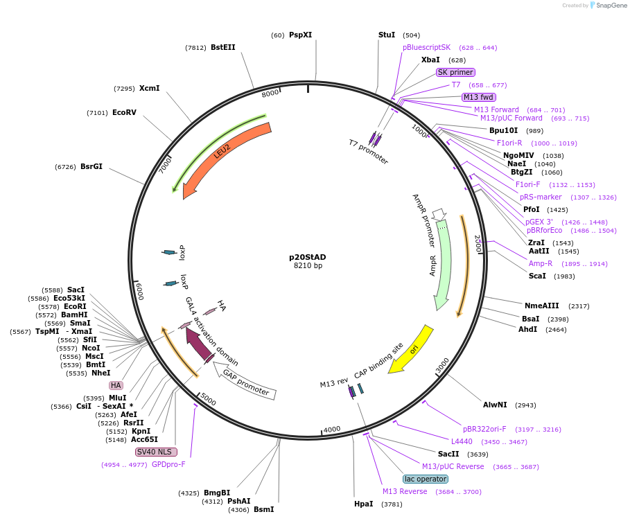 190268-plasmid-map-sequence-id-377252