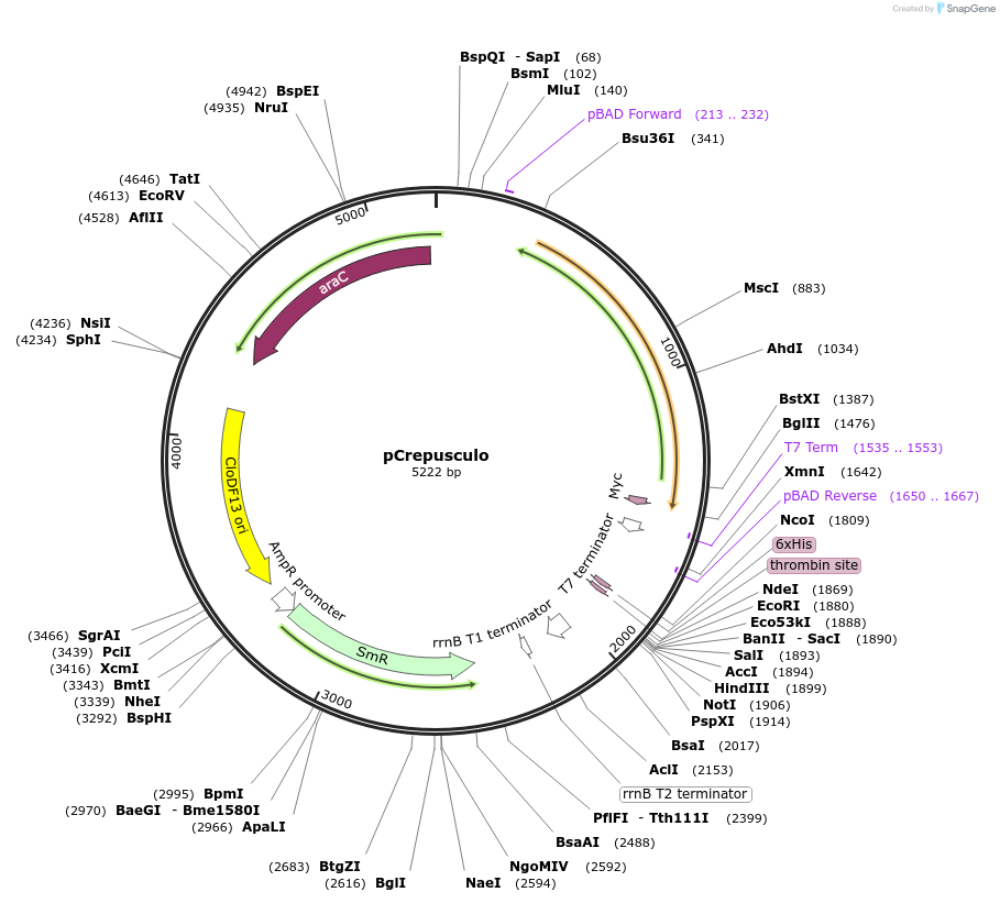 190156-plasmid-map-sequence-id-377272