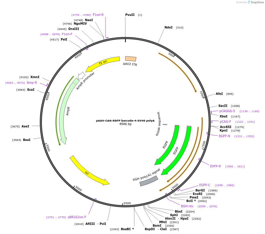 190868-plasmid-map-sequence-id-377273
