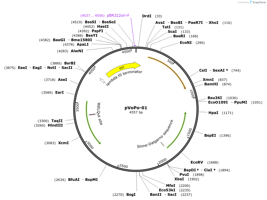 187836-plasmid-map-sequence-id-377309