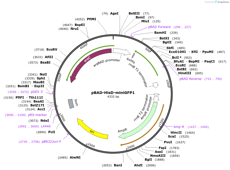188896-plasmid-map-sequence-id-377335