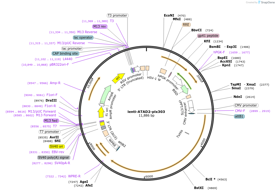 188635-plasmid-map-sequence-id-377344