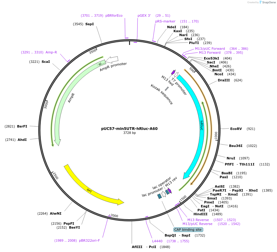 182638-plasmid-map-sequence-id-377360