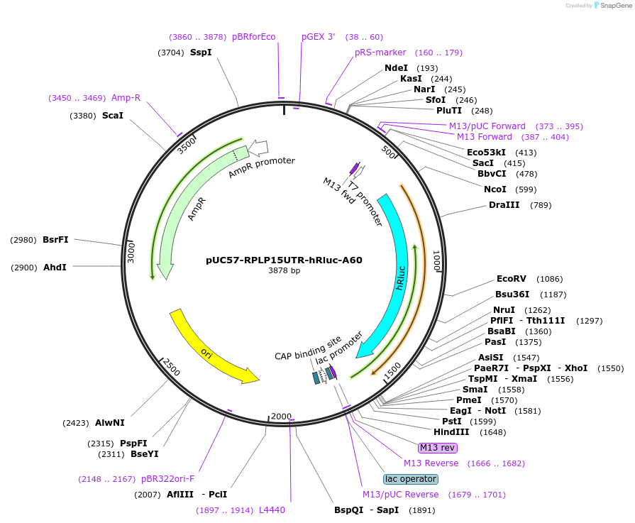 182639-plasmid-map-sequence-id-377362