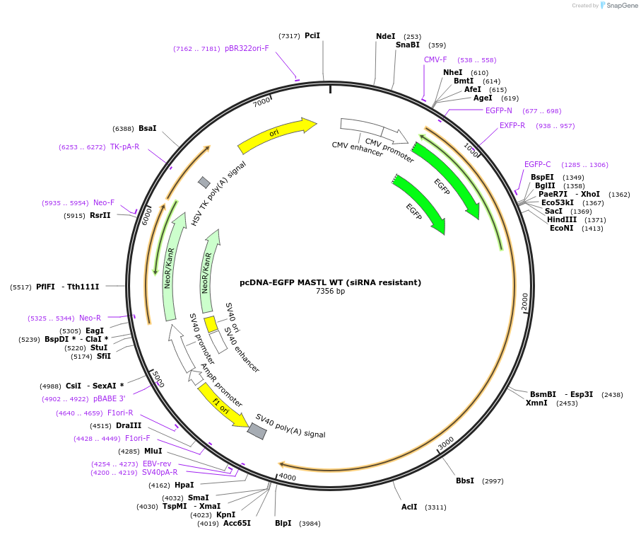 191011-plasmid-map-sequence-id-377383