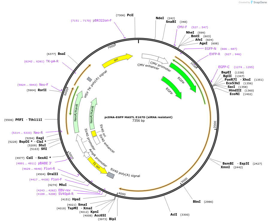 191013-plasmid-map-sequence-id-377386