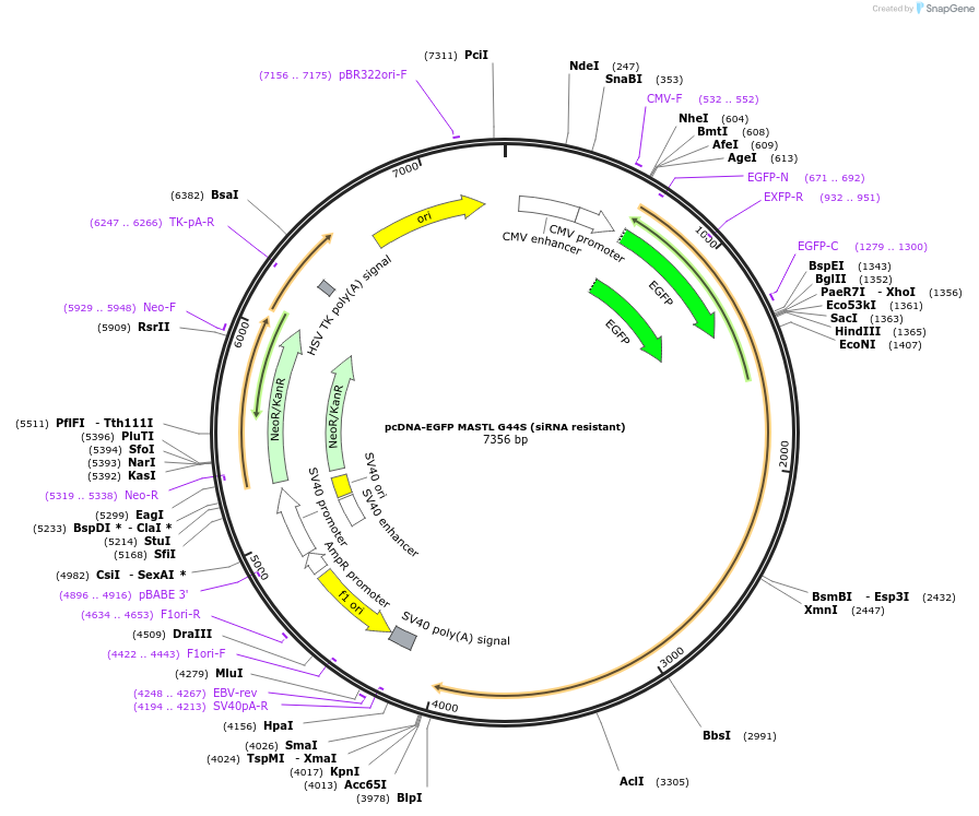 191012-plasmid-map-sequence-id-377392