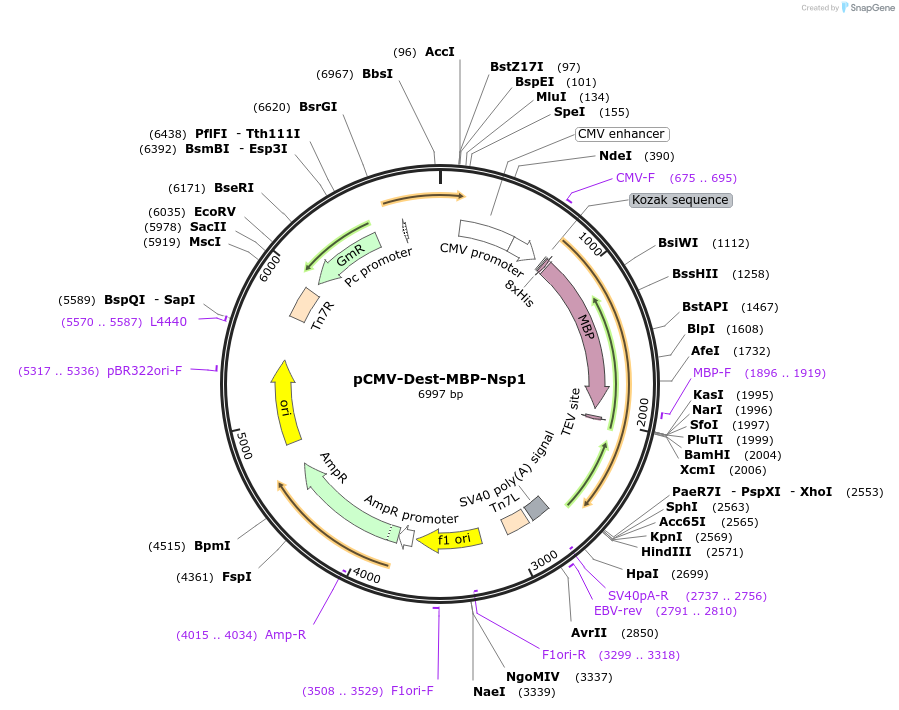 191483-plasmid-map-sequence-id-377394