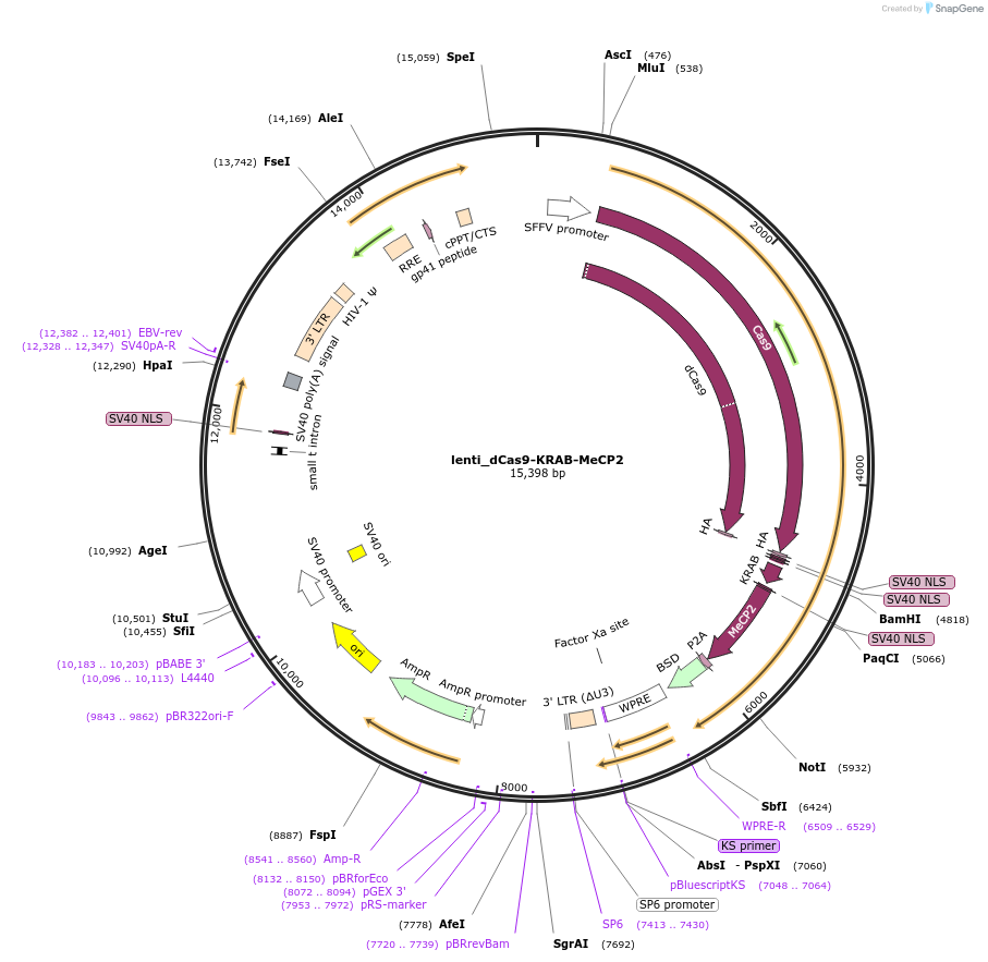 122205-plasmid-map-sequence-id-377395