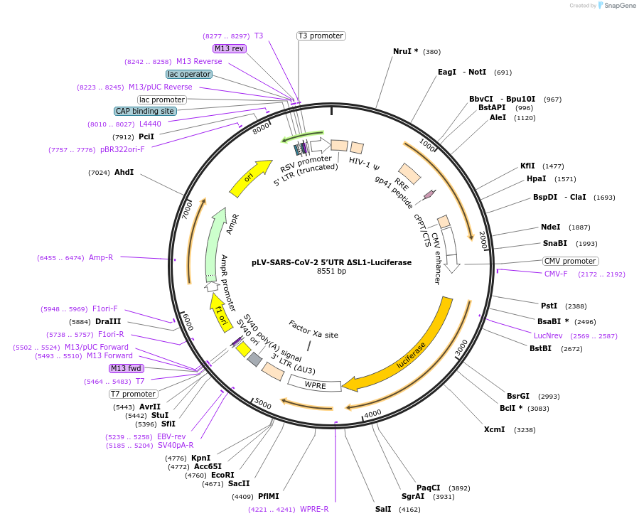 191481-plasmid-map-sequence-id-377396