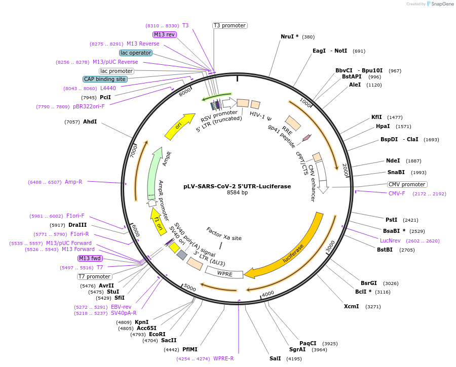 191480-plasmid-map-sequence-id-377397