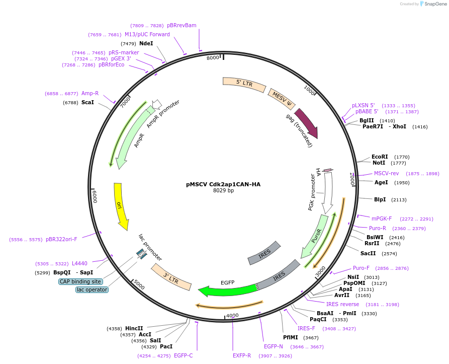 178030-plasmid-map-sequence-id-377458
