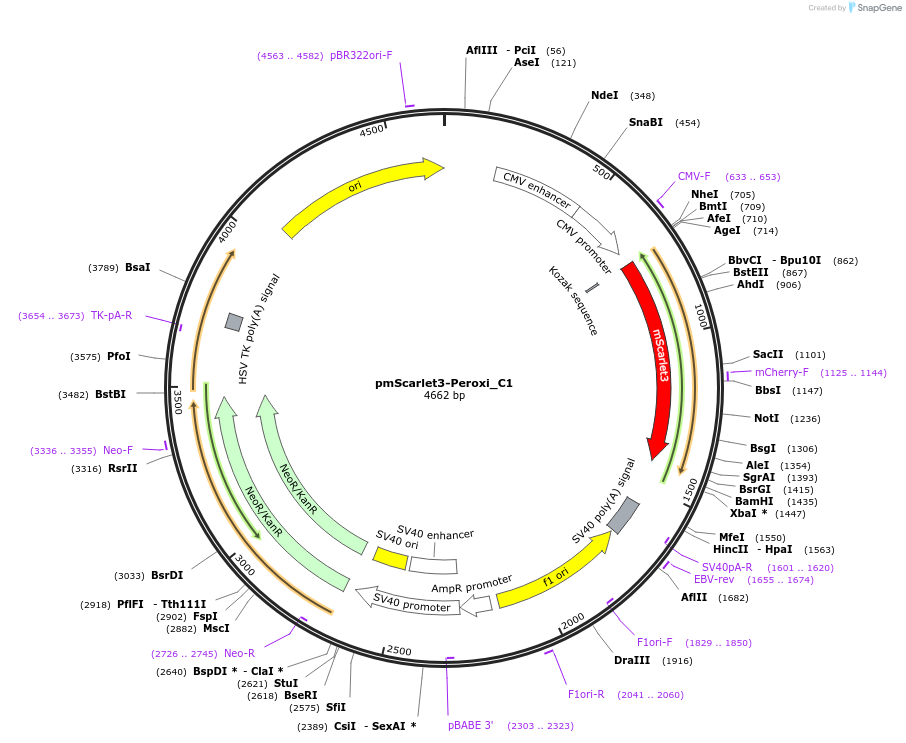 189769-plasmid-map-sequence-id-377460