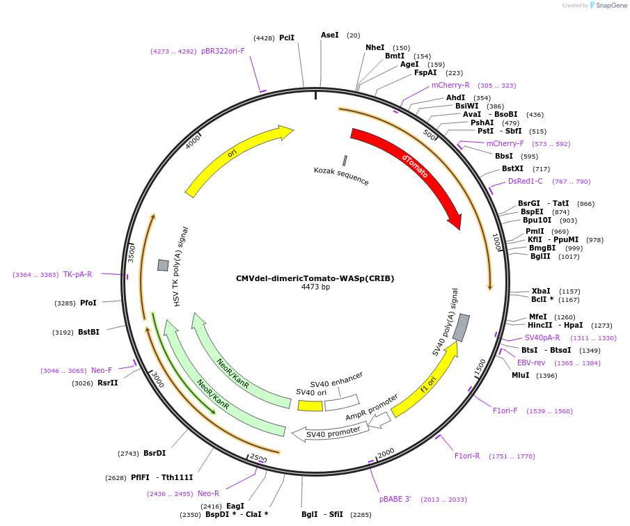 191450-plasmid-map-sequence-id-377463