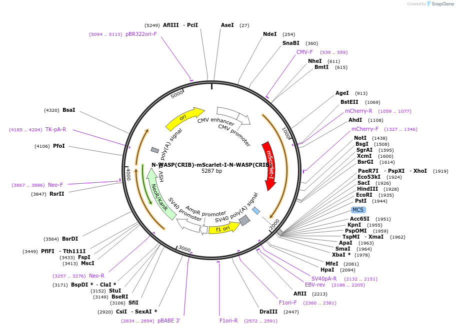 191451-plasmid-map-sequence-id-377467