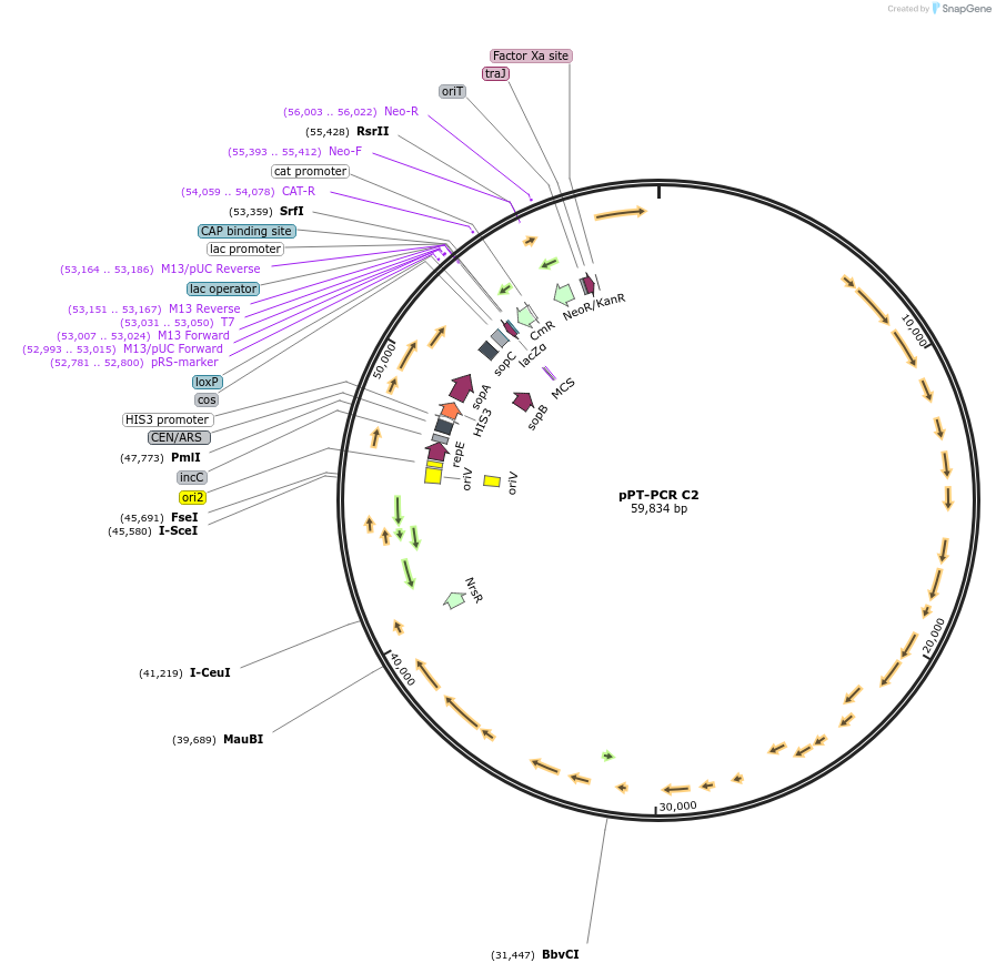 141247-plasmid-map-sequence-id-377468