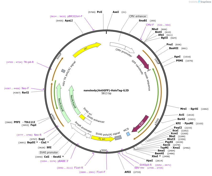 191453-plasmid-map-sequence-id-377469