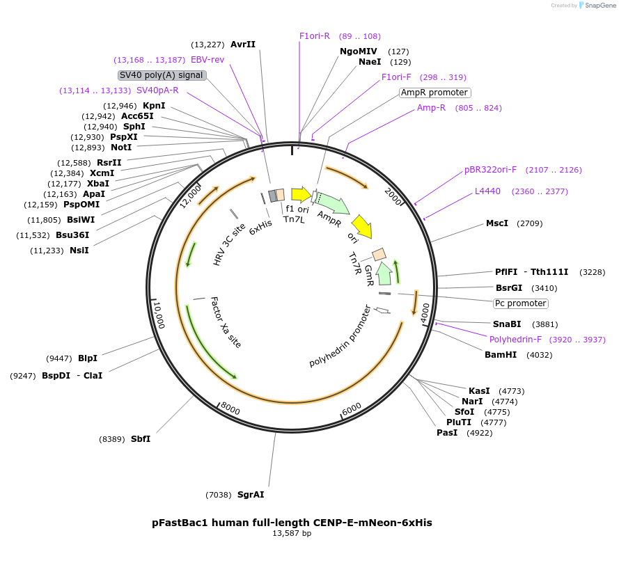 180484-plasmid-map-sequence-id-377471