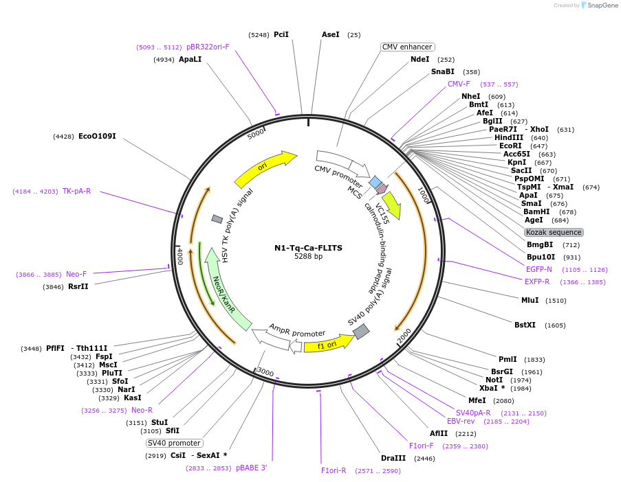 191454-plasmid-map-sequence-id-377483