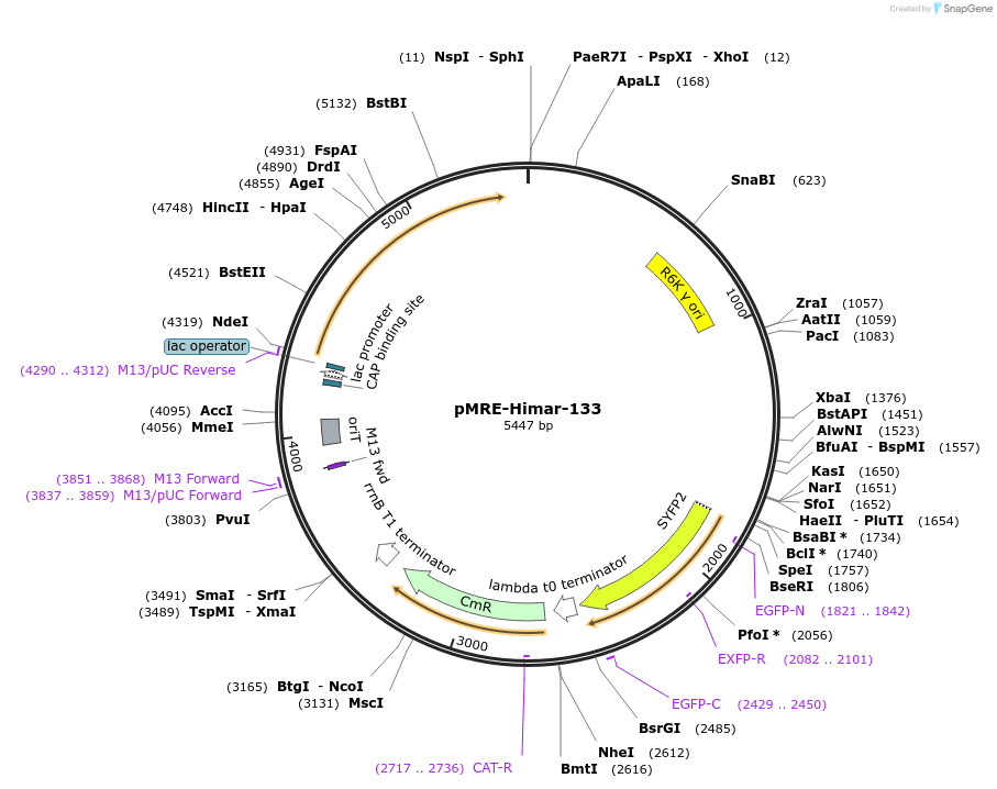 185924-plasmid-map-sequence-id-377499
