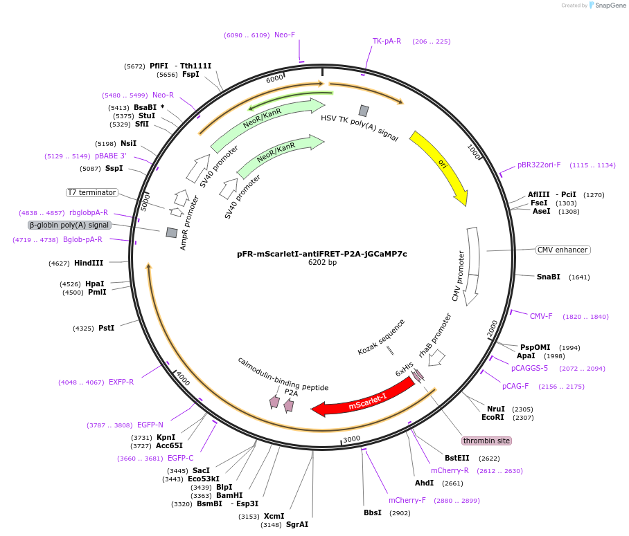 191461-plasmid-map-sequence-id-377501