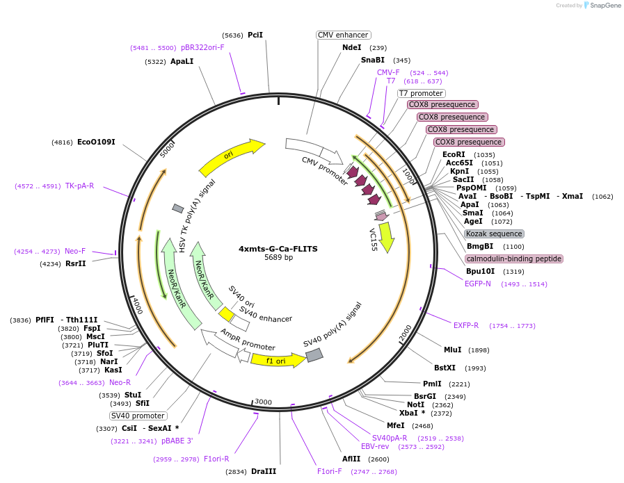 191462-plasmid-map-sequence-id-377502