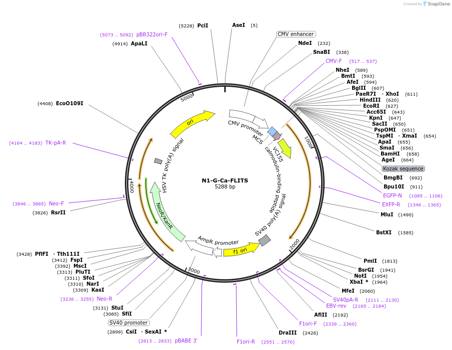 191465-plasmid-map-sequence-id-377506