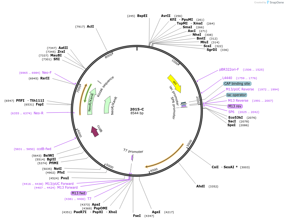 190043-plasmid-map-sequence-id-377526