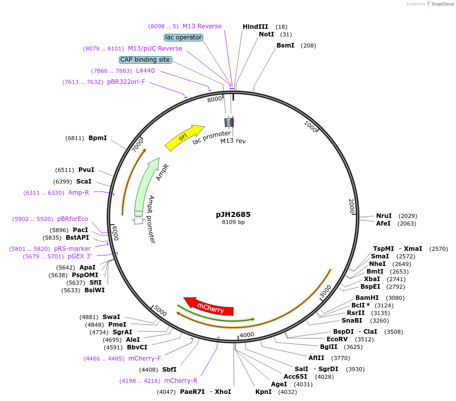 191372-plasmid-map-sequence-id-377546