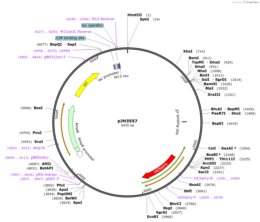191444-plasmid-map-sequence-id-377550