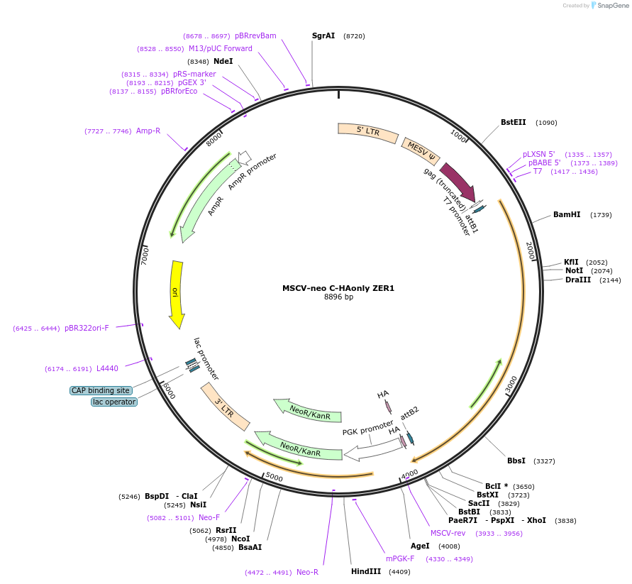 191540-plasmid-map-sequence-id-377554