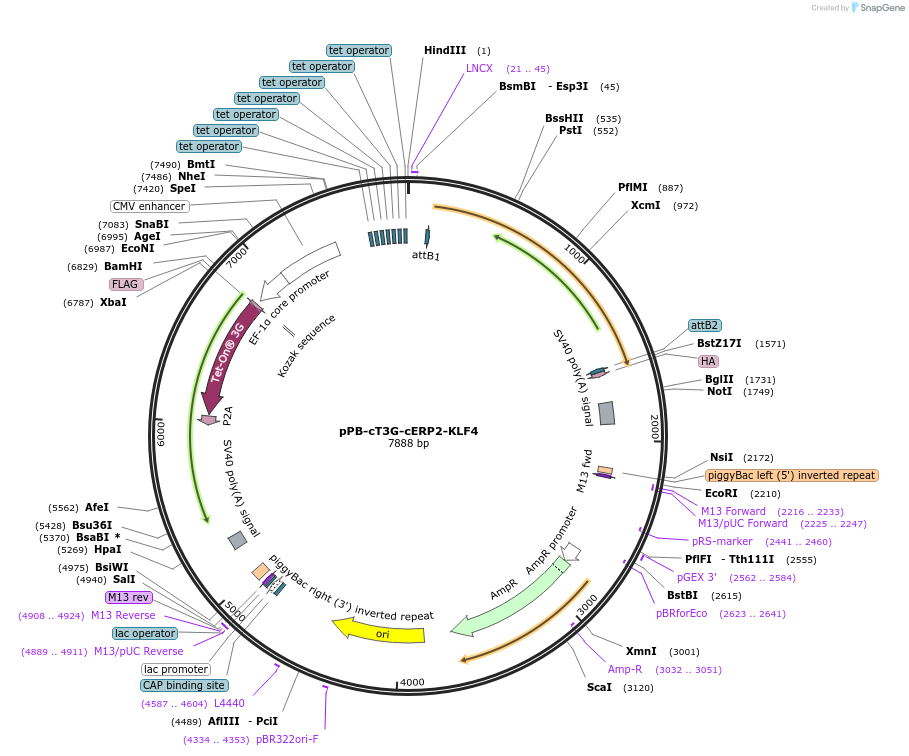 192908-plasmid-map-sequence-id-377556