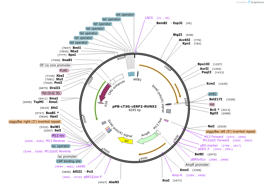 192926-plasmid-map-sequence-id-377557