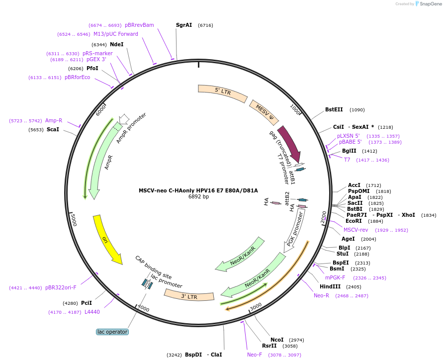 191541-plasmid-map-sequence-id-377577