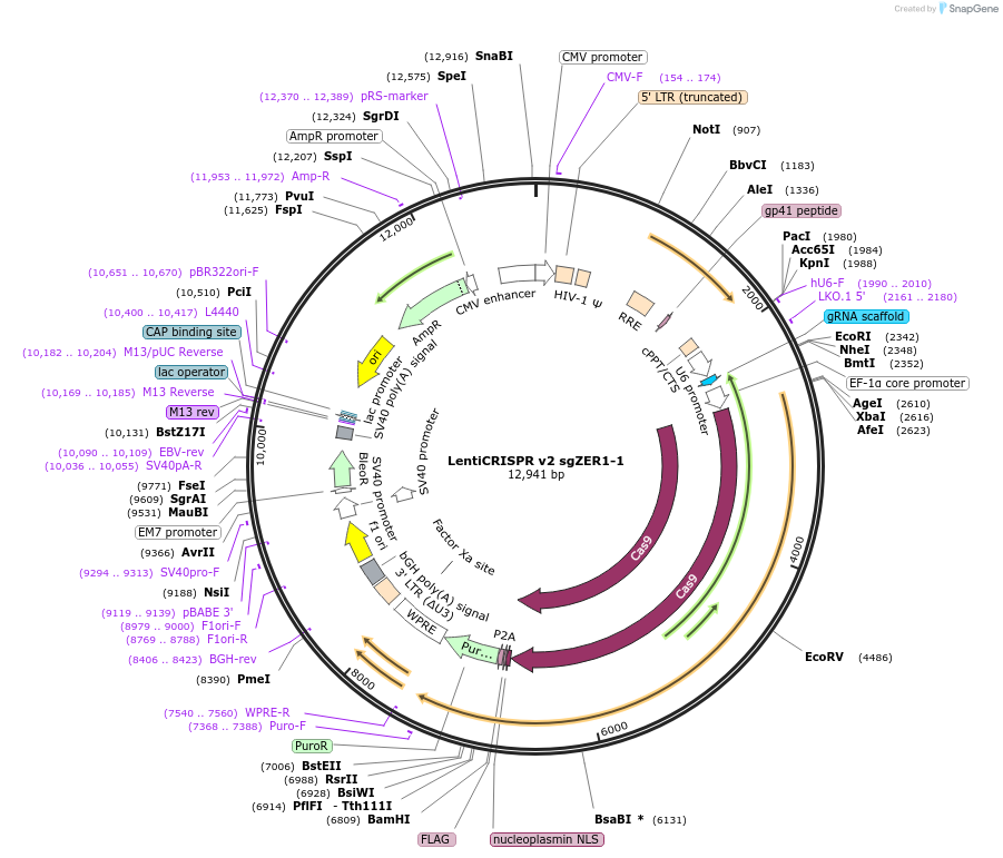 191549-plasmid-map-sequence-id-377583
