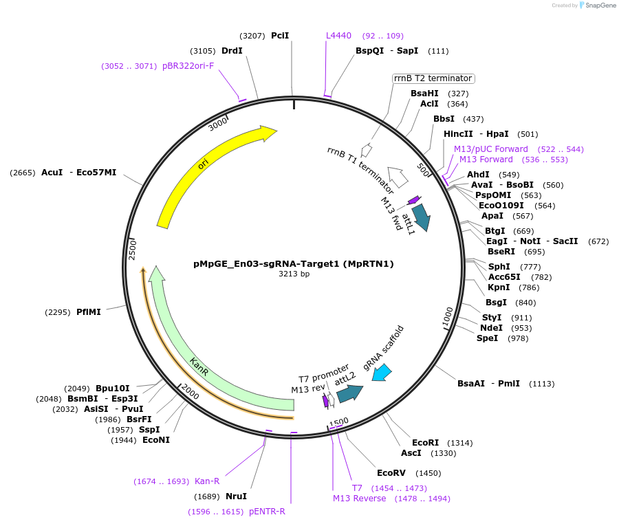 186291-plasmid-map-sequence-id-377595