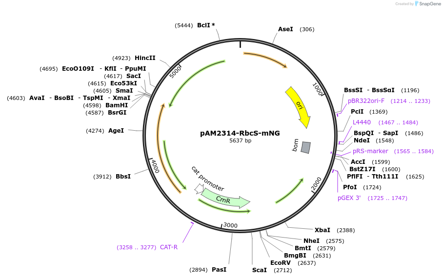 165582-plasmid-map-sequence-id-377600