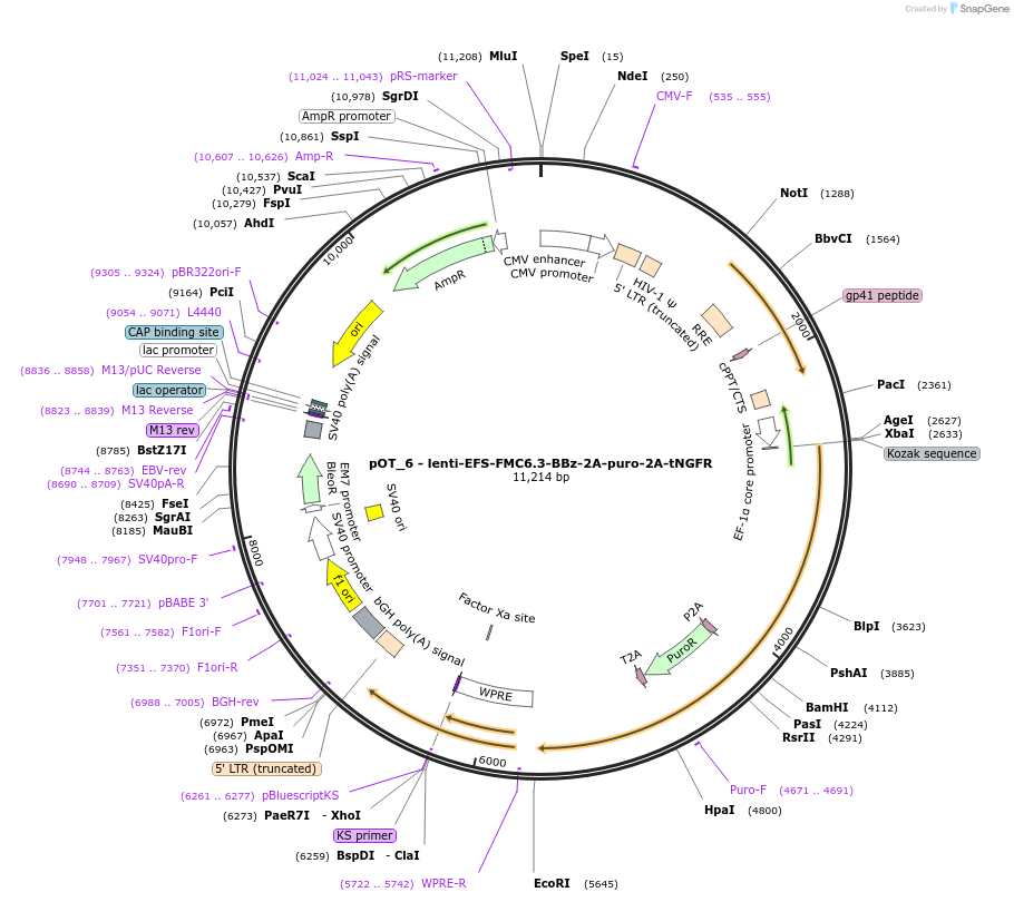 181975-plasmid-map-sequence-id-377682