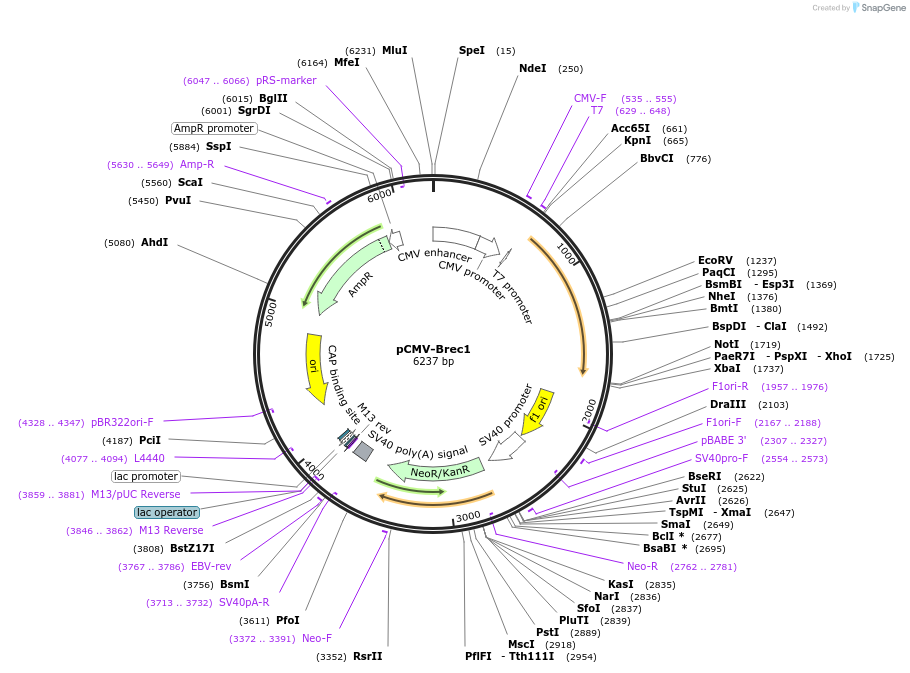 123135-plasmid-map-sequence-id-377715