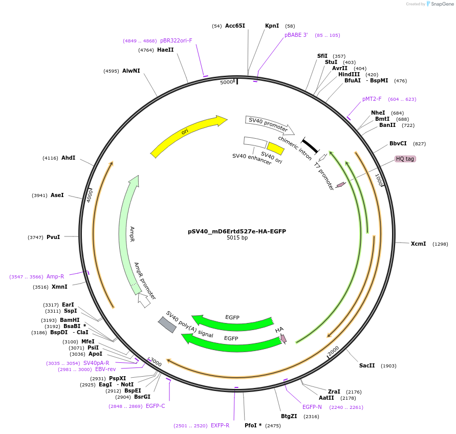 192223-plasmid-map-sequence-id-377720