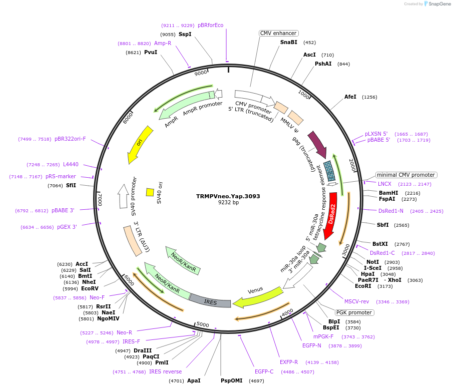 59915-plasmid-map-sequence-id-377721