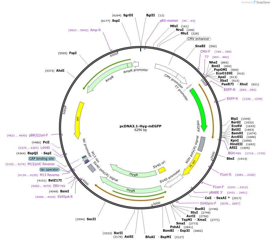 191847-plasmid-map-sequence-id-377723